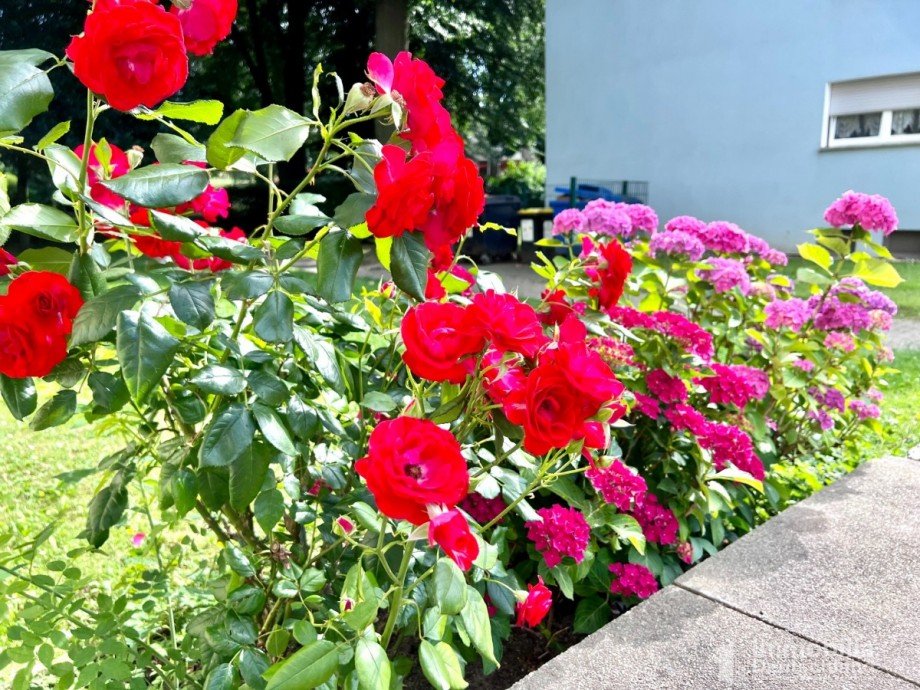 Blumen Erdgeschosswohnung Dortmund